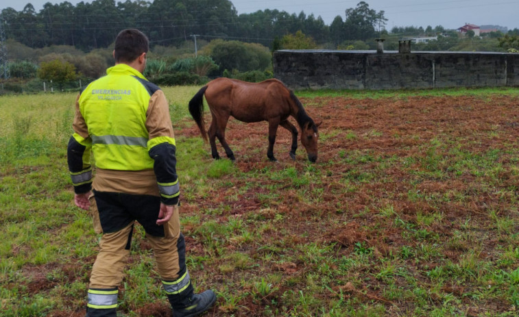 Emerxencias intercepta a un caballo suelto en el entorno de la Rúa Veiga