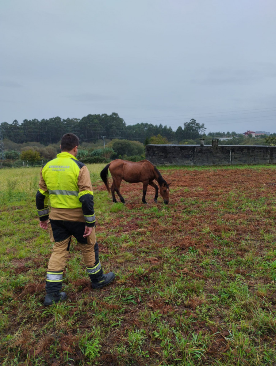 Emerxencias intercepta a un caballo suelto en el entorno de la Rúa Veiga