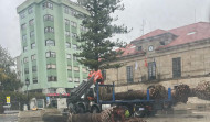 El picudo obliga a talar también las palmeras de la Praza do Concello en Cambados