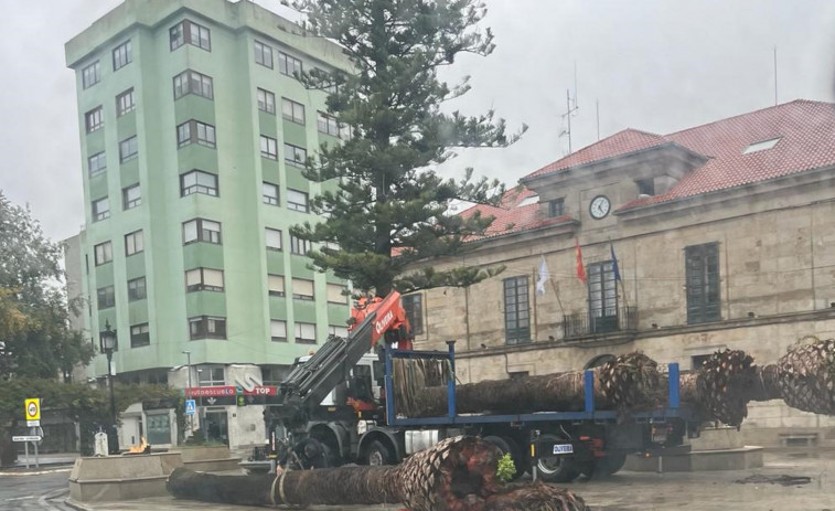 El picudo obliga a talar también las palmeras de la Praza do Concello en Cambados