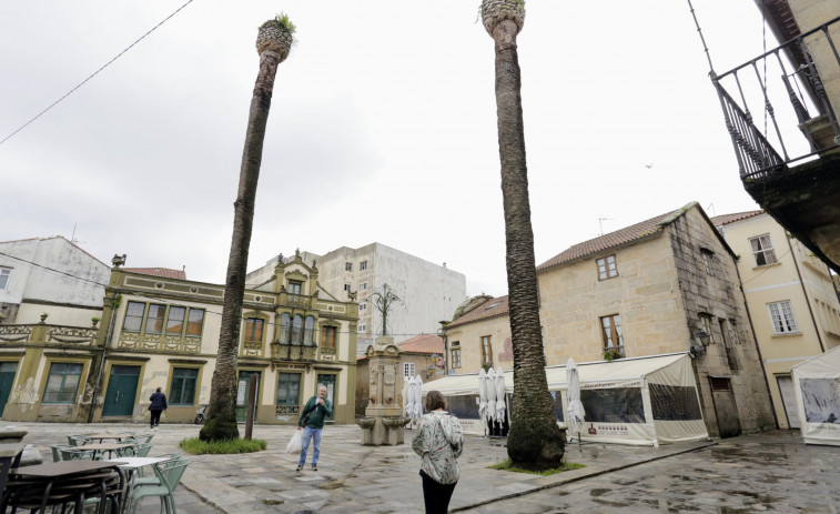 Cambados tala también las palmeras de Alfredo Brañas y cortará otra junto a Exposalnés