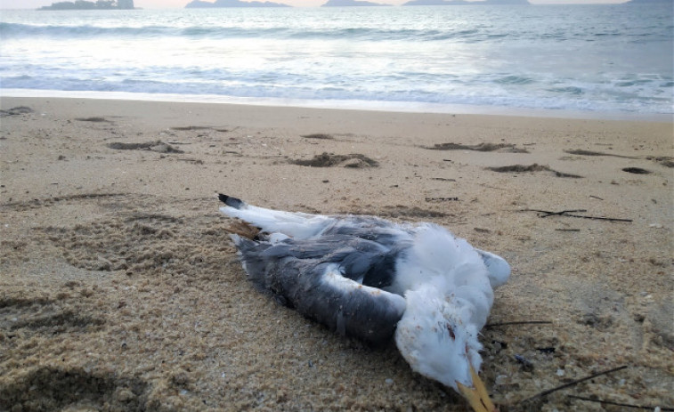 Detectado un caso de gripe aviar en una gaviota en Ribeira y otros cuatro en Porto do Son