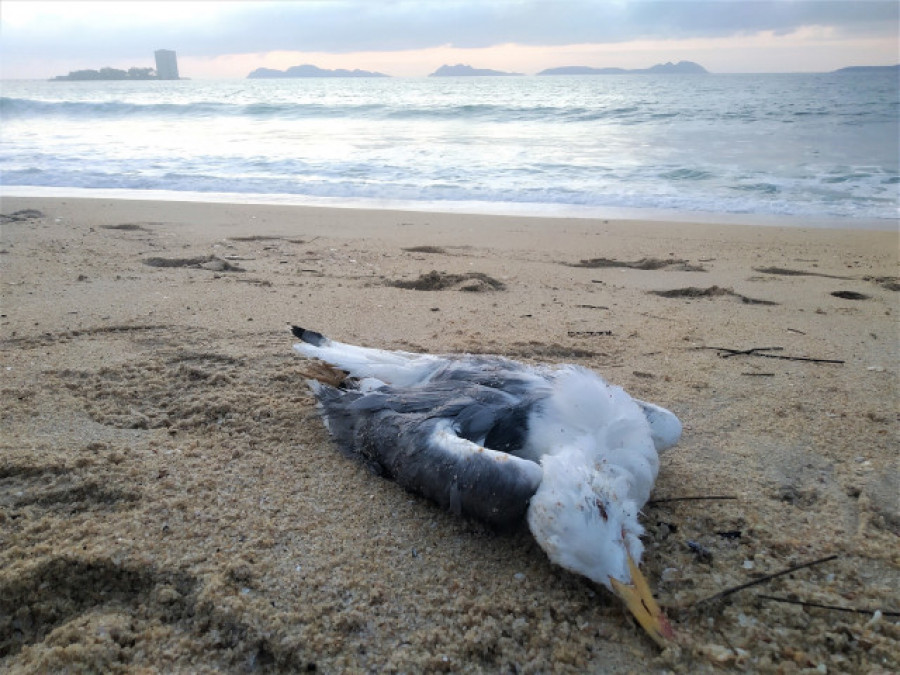 Detectado un caso de gripe aviar en una gaviota en Ribeira y otros cuatro en Porto do Son