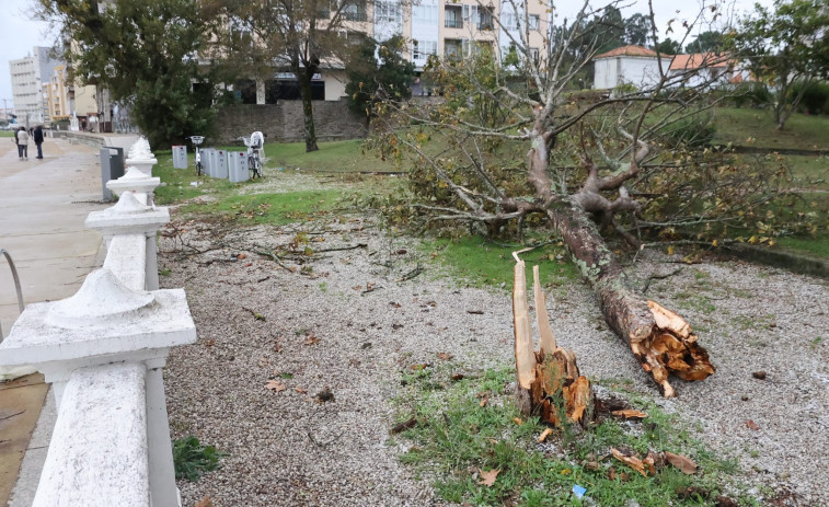 Arbogal inicia el saneamiento de los árboles de A Compostela tras los daños del último temporal