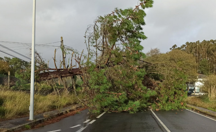La caída de un pino de gran tamaño corta por completo la carretera AC-305 en As Saíñas, en Ribeira