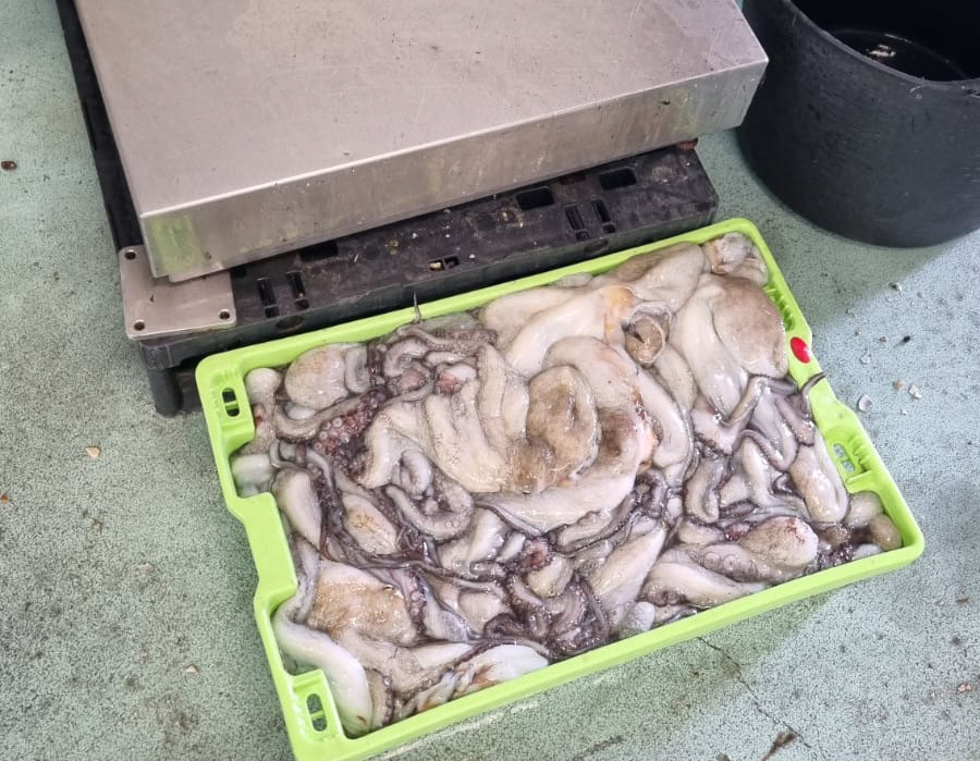 Gardacostas incautó en la lonja de Ribeira 21,8 kilos de pulpo de talla antirreglamentaria