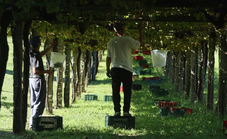 La DO Rías Baixas cerró la vendimia tras recoger 44.358.546 kilos de uva