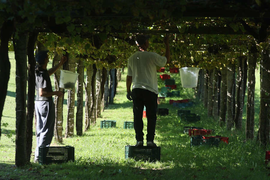 La DO Rías Baixas cerró la vendimia tras recoger 44.358.546 kilos de uva