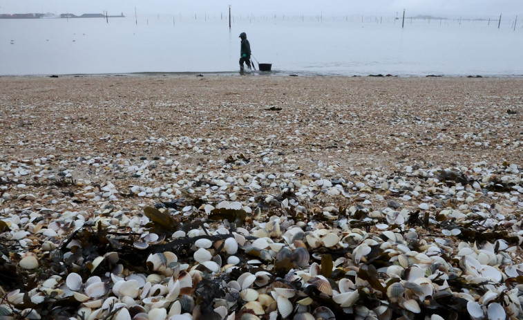 Las mariscadoras denuncian mortandad masiva de berberecho y almeja en A Compostela