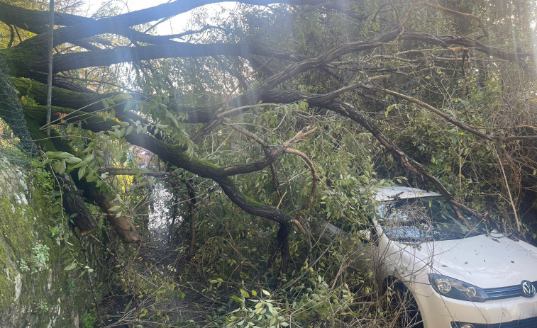 La caída de un árbol de una finca en Xogo da Bola daña un coche y obliga a cortar el vial por seguridad