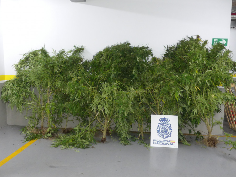 La Policía Nacional se incauta de once plantas de marihuana en Vilagarcía