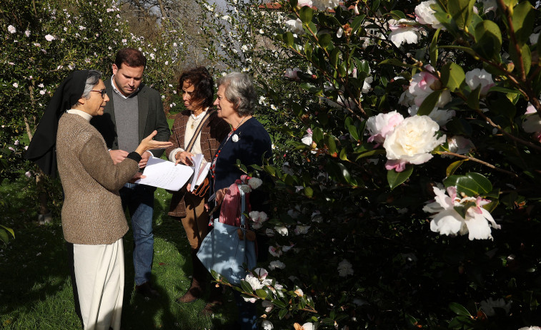 A Armenteira estudia  la rentabilidad de las camelias para cosmética