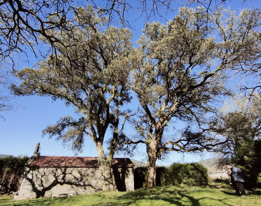 Las Sobreiras da Capela dos Martores, con más de 200 años en Valga, reconocidas como árbores senlleiras