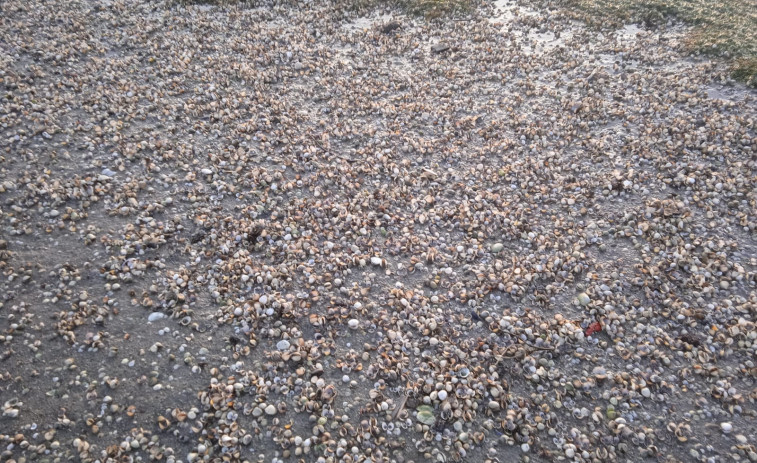 Las mariscadoras de Cabo de Cruz descubren toneladas de marisco muerto en la playa de Mañóns