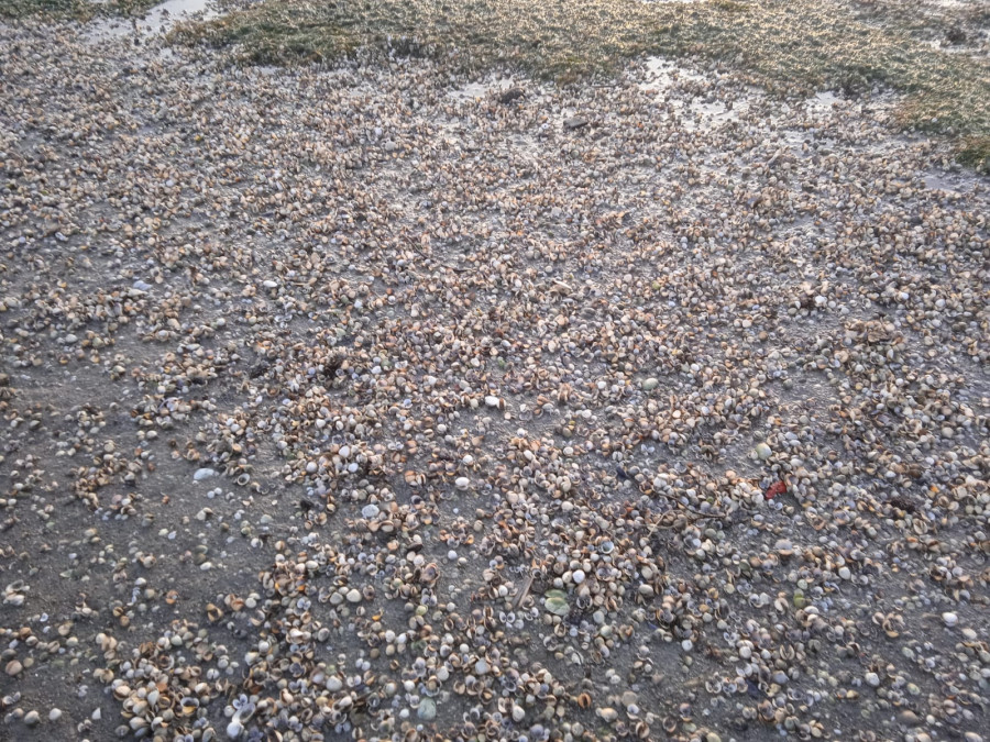 Las mariscadoras de Cabo de Cruz descubren toneladas de marisco muerto en la playa de Mañóns