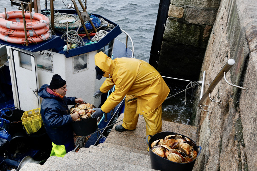 Arranca la vieira en Arousa: el mal tiempo resta barcos y no se completa el tope