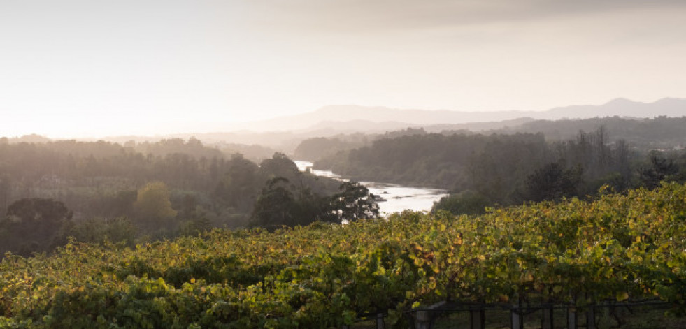 Tim Atkin sitúa a los vinos de Viña Nora entre los mejores blancos de las Rías Baixas