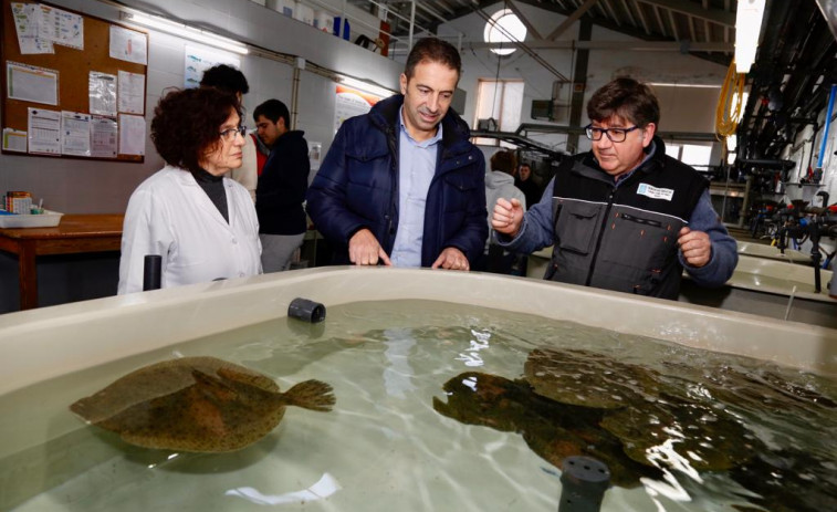 Mar ultima una solicitud formal de zona catastrófica por la mortandad de marisco
