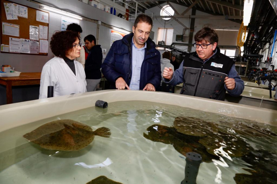 Mar ultima una solicitud formal de zona catastrófica por la mortandad de marisco