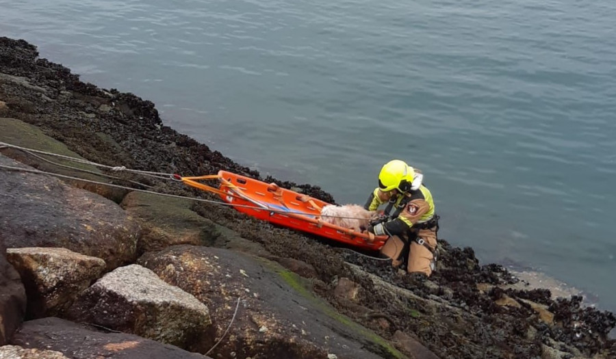 Rescatan sano y salvo a Pipo, un perro atrapado en el Puerto de Vilagarcía