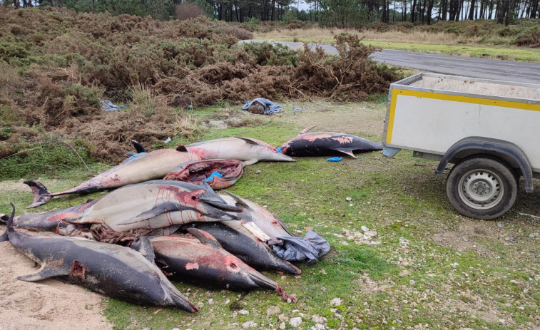 El GAEM de Ribeira retiró una decena de delfines varados en ocho de las playas del municipio