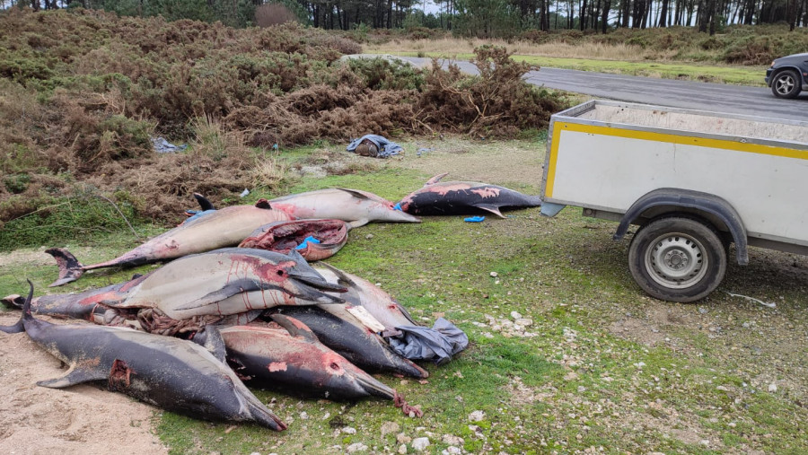 El GAEM de Ribeira retiró una decena de delfines varados en ocho de las playas del municipio
