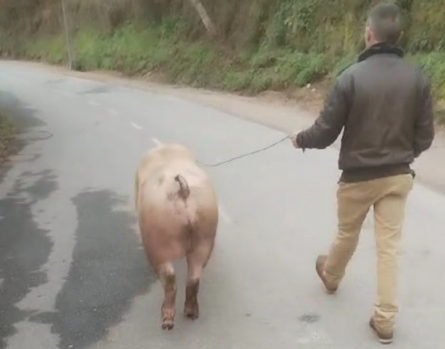 Herido un sexagenario tras tirarlo al suelo su cerdo, que se escapó y entró en el cementerio de Santa María do Castro, en Boiro