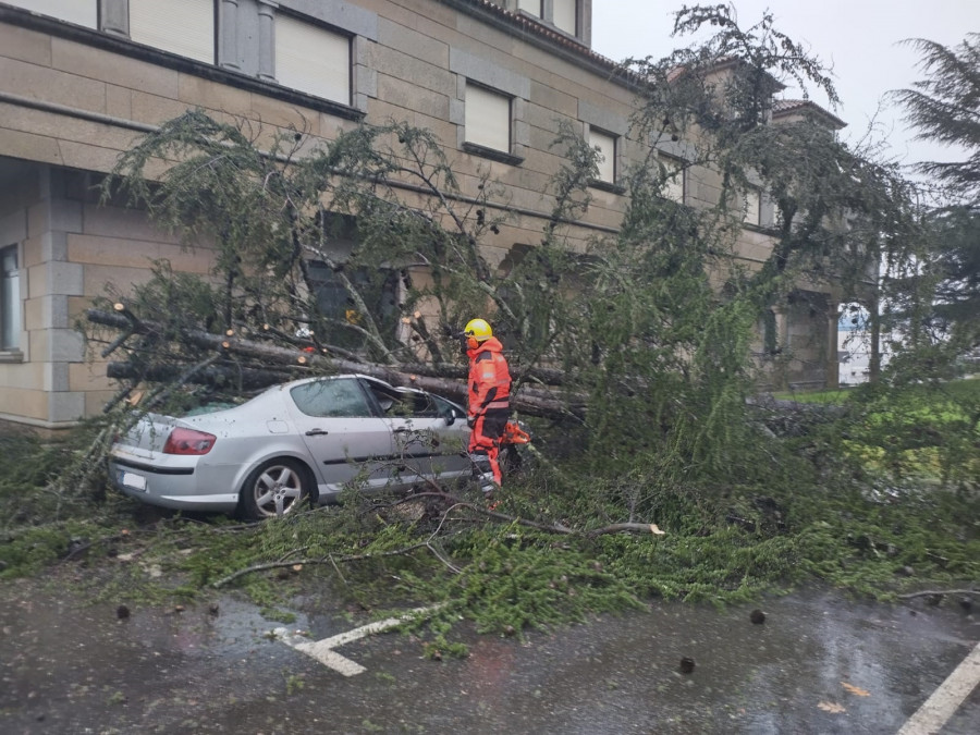 Un árbol derribado por el viento aplasta un coche en Ribadumia