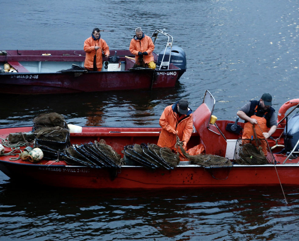 Pesca lamprea Pontecesures