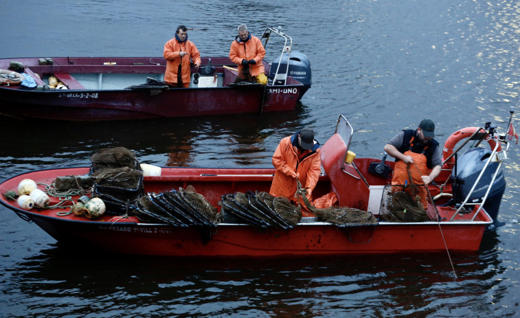 Los valeiros cesureños capturan las primeras lampreas de la temporada en el río Ulla
