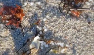 Los pellets de microplástico llegan al Parque Natural de  O Carreirón en A Illa de Arousa