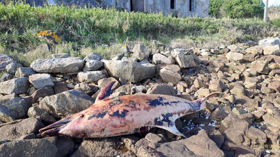 Aparece varado un delfín muerto en una zona rocosa del lugar boirense de O Chazo