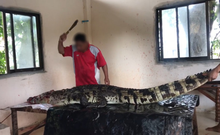 Denuncia que las granjas de Tailandia despellejan cocodrilos vivos para comerciar sus pieles