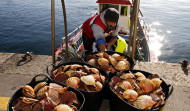 La Ría de Arousa retoma la campaña de la vieira para lograr un stock de 40 toneladas