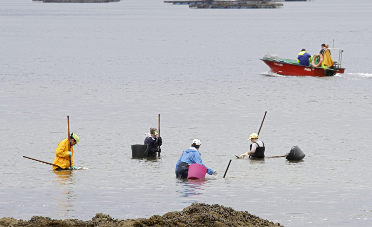 La caída y paros del marisqueo empujan al ERTE a la Cofradía de Vilanova