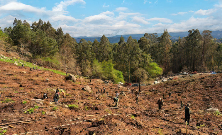 El Portamérica celebrará en Portas su iniciativa de reforestación “unha entrada, unha árbore”