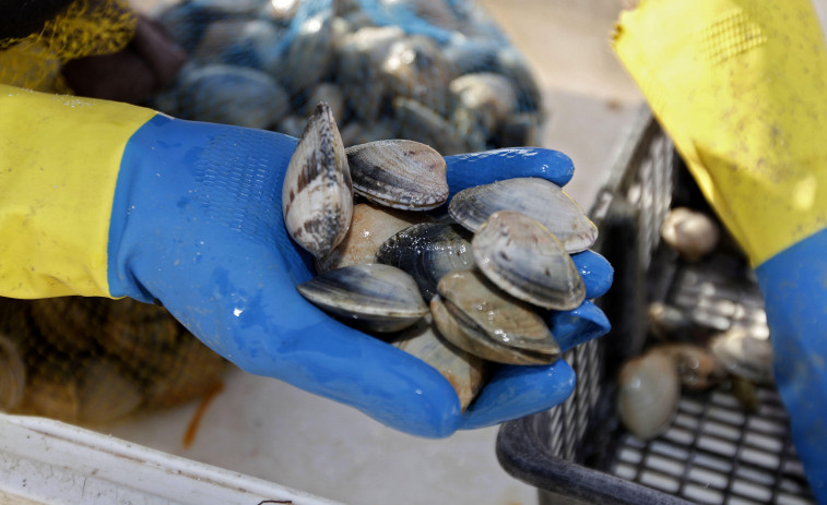 El PBBI pide a Mar potenciar la siembra en el marisqueo para reducir riesgos de escasez