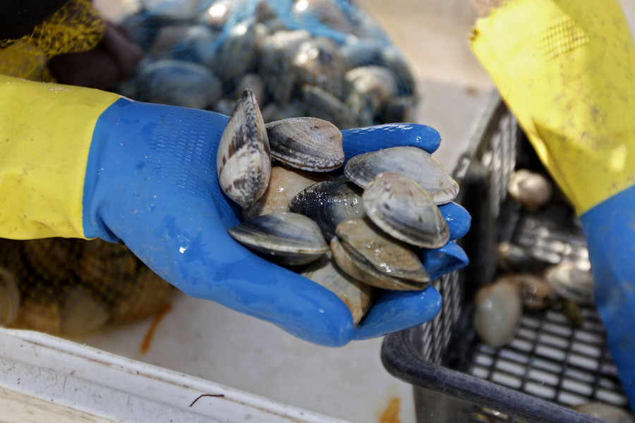 Las cifras en A Illa descartan el cese de actividad en el marisqueo a pie