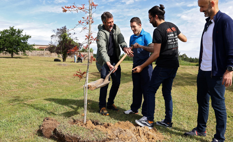 El Concello planta en Pinar do Rei los 260 árboles de Navidad que repartió al comercio