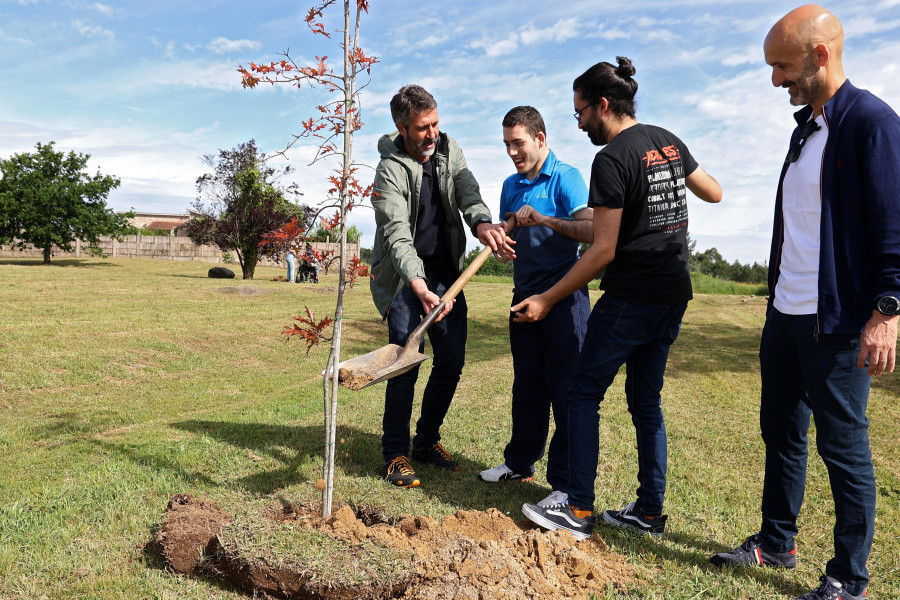 El Concello planta en Pinar do Rei los 260 árboles de Navidad que repartió al comercio