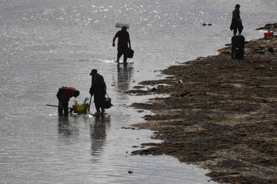La Xunta concede más de 108.000 euros a cofradías de Arousa para regenerar zonas de marisqueo