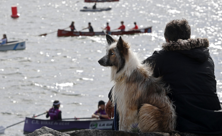 O Salnés avanza como destino petfriendly con una web específica con todo para este turismo