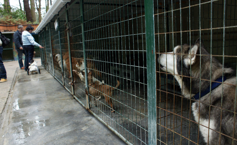 El Refugio de Cambados busca con urgencia casas para tres perros mayores: “No sabemos cuánto aguantarán”