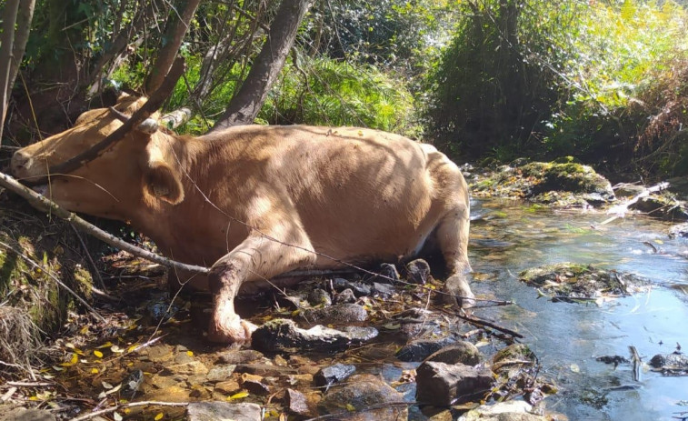 Los ecologistas denuncian la aparición de vacas muertas en el río de la traída en Boiro