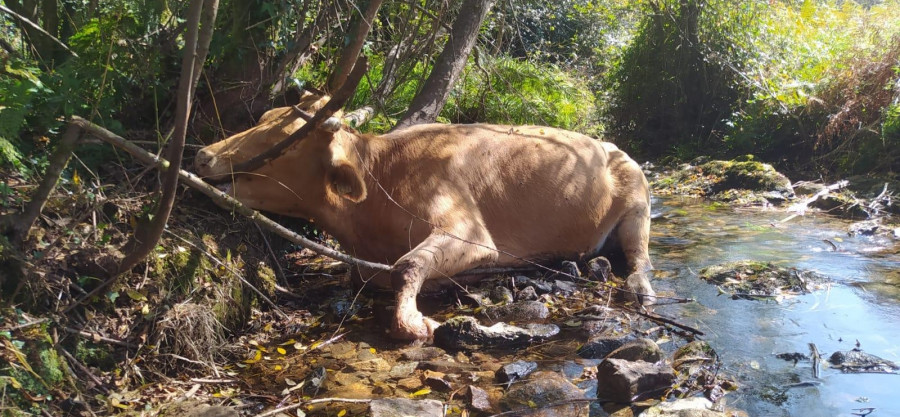 Los ecologistas denuncian la aparición de vacas muertas en el río de la traída en Boiro