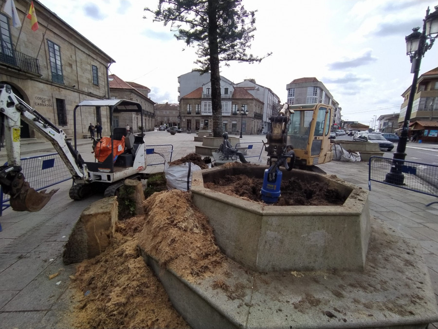 La Praza do Concello de Cambados no volverá a lucir estampa con palmeras: se sustituirán por árboles de flor