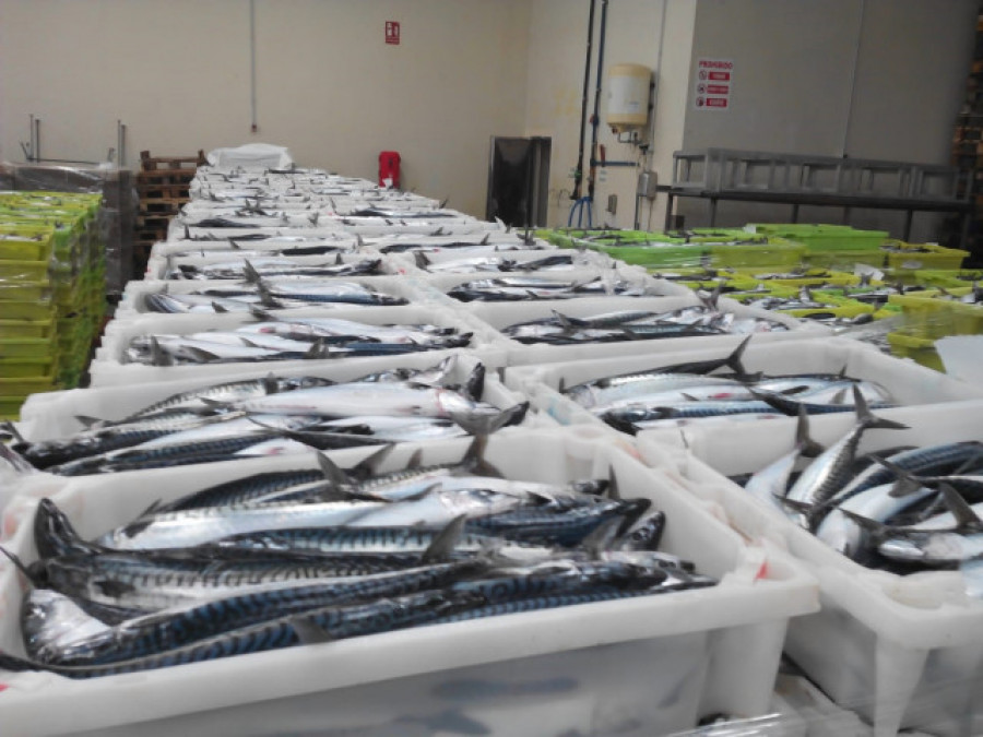 Estas son las nuevas cuotas para la pesca de caballa en Pontevedra y Lugo