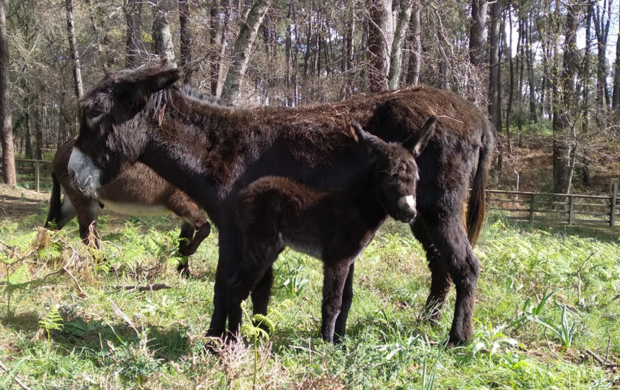 Los burros de A Toxa tienen un nuevo miembro en la familia con el nacimiento de Vicente Bazán