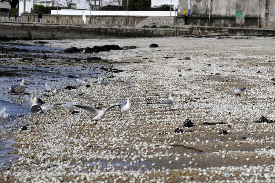 Las mariscadoras de Carril, al límite: “Sen ingresos vai ser difícil continuar”