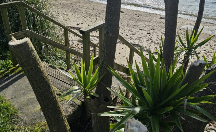 Malestar entre los vecinos de Esteiro, en Boiro, tras aparecer cortadas varias palmeras de su zona litoral